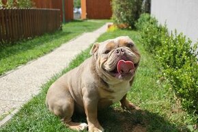 Anglicky buldog,Englisch bulldog