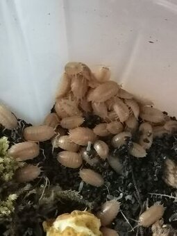 Isopody - armadillidium vulgare, Porcellio leavis