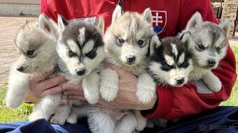 Sibírsky Husky
