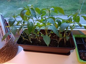 Priesady chilli