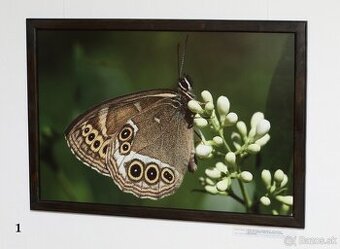 Fotografie motýľov, zarámované, 96 x66 (101 x 70) cm