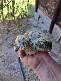 Mnich šedy na ručne dokrmenie