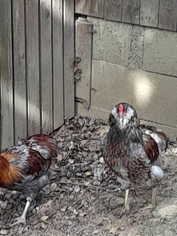 Predam kohuta araucana