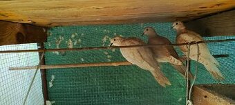 Hrdličky chychotavé