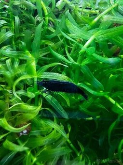 Krevetky | Neocaridina | Blue Dream