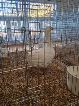 Slovenska biela hus - 1