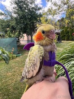 Ručne dokrmena korela - 1