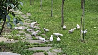 Bratislavské vysokoletune