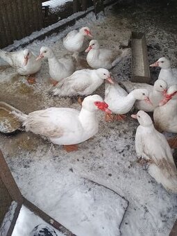 Predám kačky pižmové