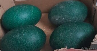 Predám vajcia pštrosa Emu