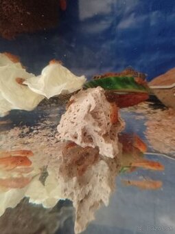 Ancistrus red, prisavník červený.