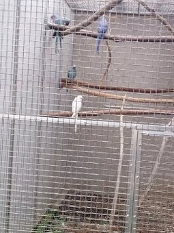 Alexandre malé ročník 25