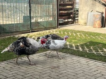 Násadové vajcia Bronzove Morky