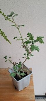 Migrénovník - izbová rastlina