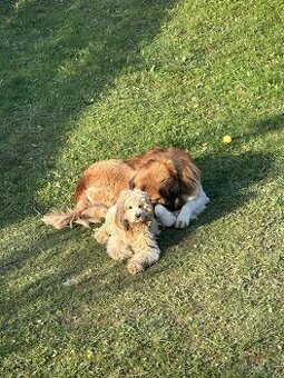 Predám psíka amerického kokeršpaniela