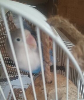 Agapornis Fisher krotky boli ručne dokrmeny