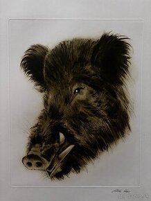 Ales Vaic - lesnicka tematiky