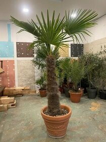 Mrazuvzdorná palma Trachycarpus Fortunei - 1