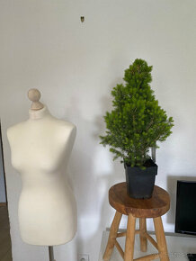 Biely smrek (Picea glauca) bonsaj