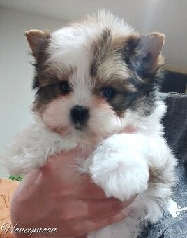 Biewer yorkshire terrier psík s PP