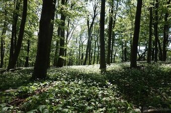 Ponuka práce - Pilčík / traktorista