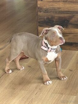 American bully standard ABKC