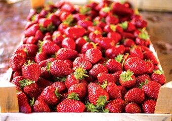 Jahody 3 euro za kg