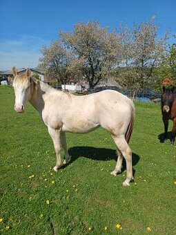 Quarter horse klisna 1rok