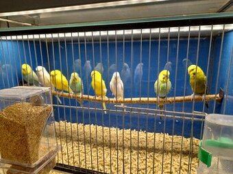 Andulky, korely, pestúnky,zebričky - predaj