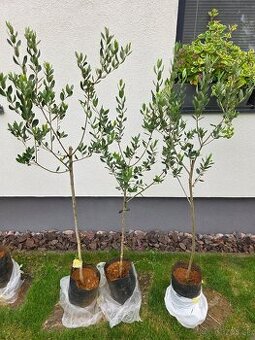 olivovník európsky (Olea europaea)