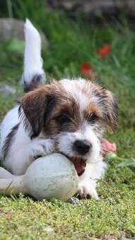 Jack Russell Terier FCI s PP