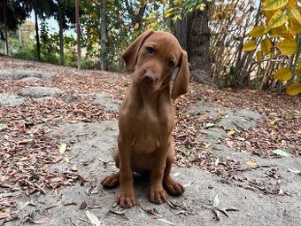 Maďarská vyžla – sučka s PP k odberu