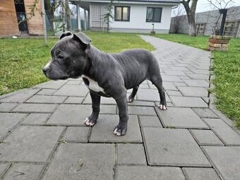 Americký stafordšírsky teriér - Blue (šteniatko) - 1