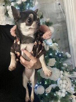 Čivavka mini , krátkosrstá čivava , civava, mini čivava