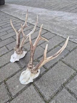 Trofej trofeje paroh parohy parozie zhody