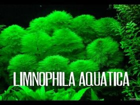 Limnophyla Aquatica