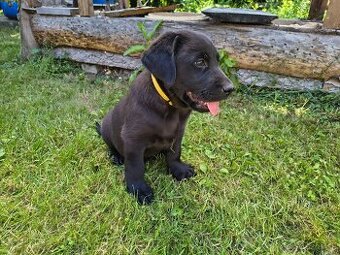 Labrador šteniatká