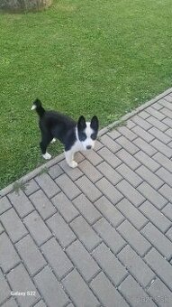 Karelský medvedí pes