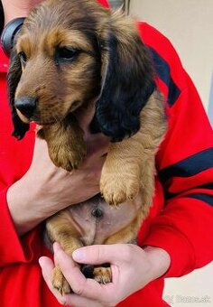 Jazvečík dlhosrsty