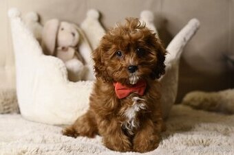 Cavapoo F1 prekrásne šteniatko psik pripravené na odber