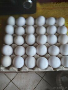 Domáce vajíčka