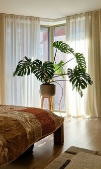 Monstera Deliciosa