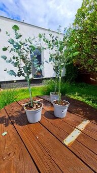 Eukalyptus Gunni "na kmienku"