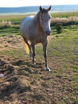 QH 5 let
