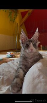 mainska myvalia kocurik , maine coon