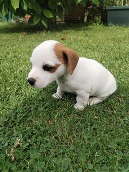 Jack russel teriér