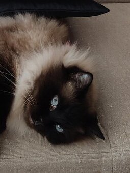 Dospelý kocúr Ragdoll bez papierov