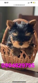 Mini Yorkshire šteniatka, york terier, teriér