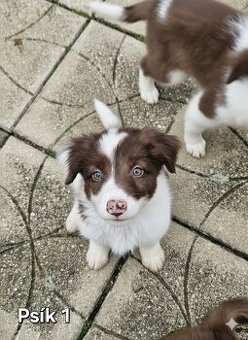 Border kolia - šteniatka na predaj
