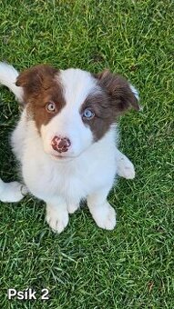 Border kolia - šteniatka na predaj - 1